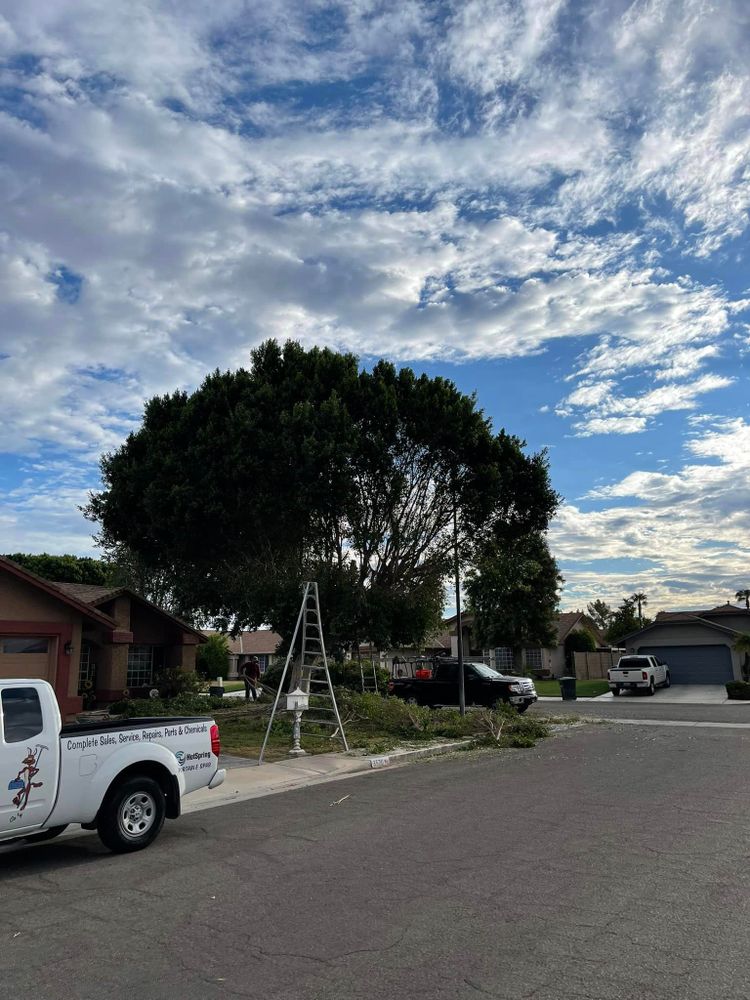 Tree Removal for Oliver L. Palm & Tree services in Yuma County, AZ