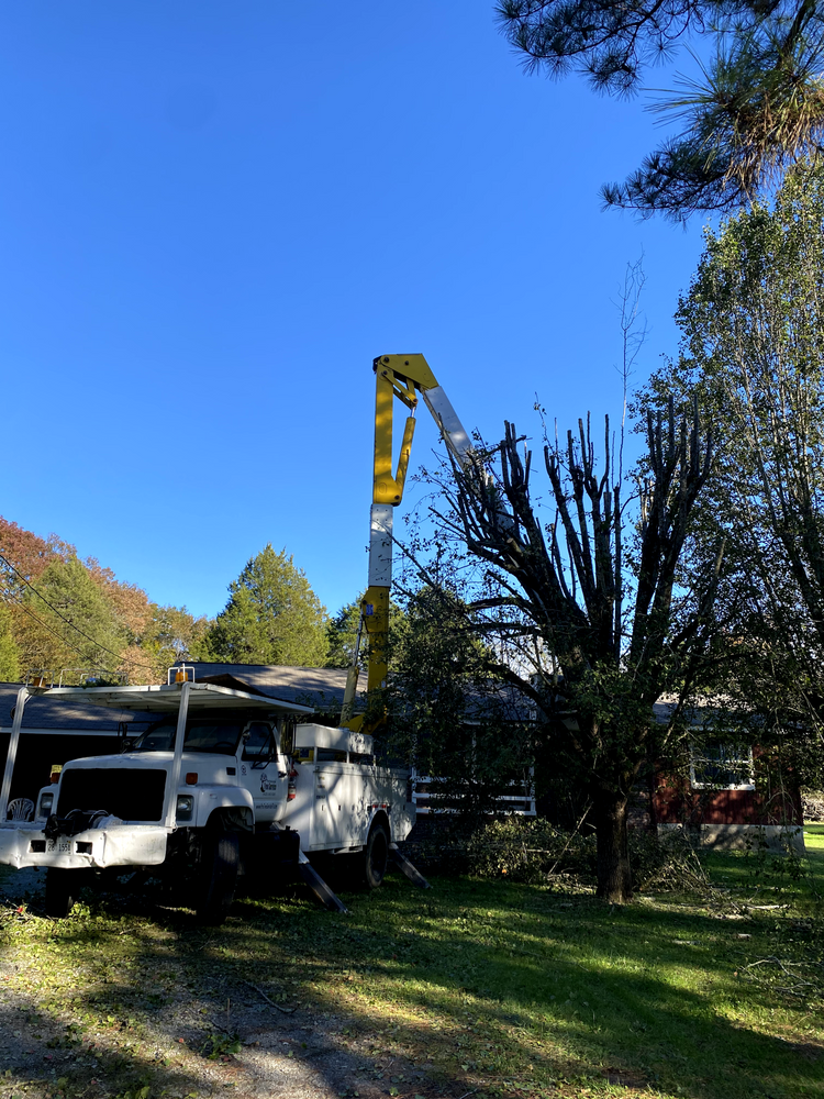 All Photos for Professional Tree Service USA in Chattanooga, TN