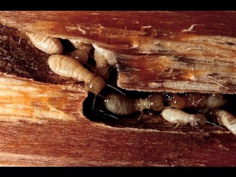 Our Termites service provides comprehensive inspections, effective treatment solutions, and preventive measures to protect your home from termite damage, ensuring a safe and structurally sound living environment. for Predator Pest Control in El Paso, TX