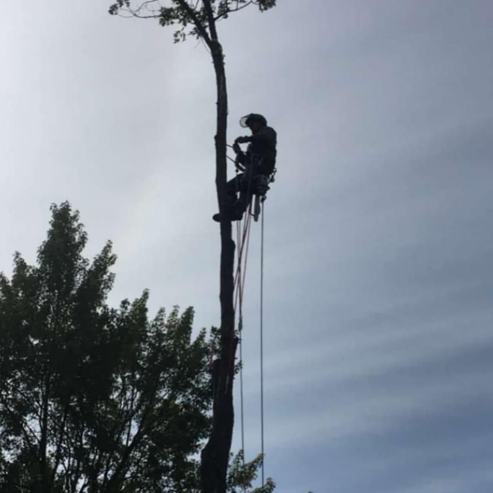 Tree Removal for Wenzels Tree Service LLC  in Bemidji, MN