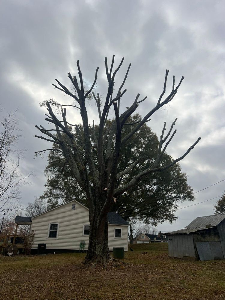 All Photos for Brooks Tree Service, LLC in Casar, NC