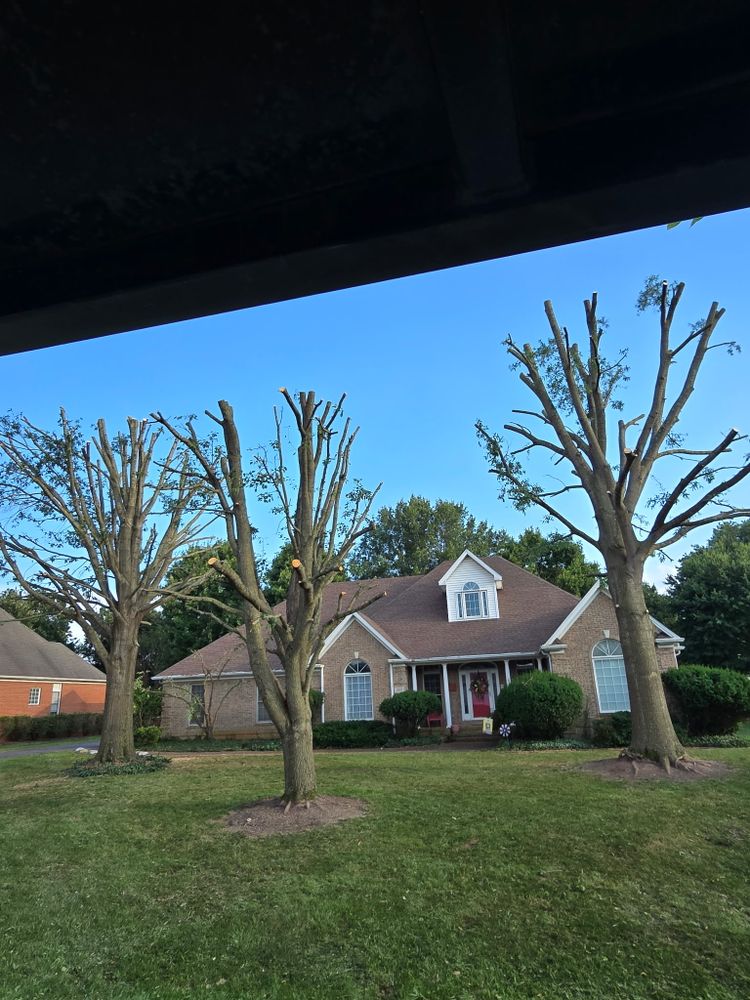 All Photos for Optimum Tree Service And Landscaping in Bowling Green, KY