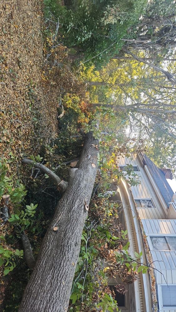 Tree Removal for Stumpbusters Tree Service in Louisa County, VA