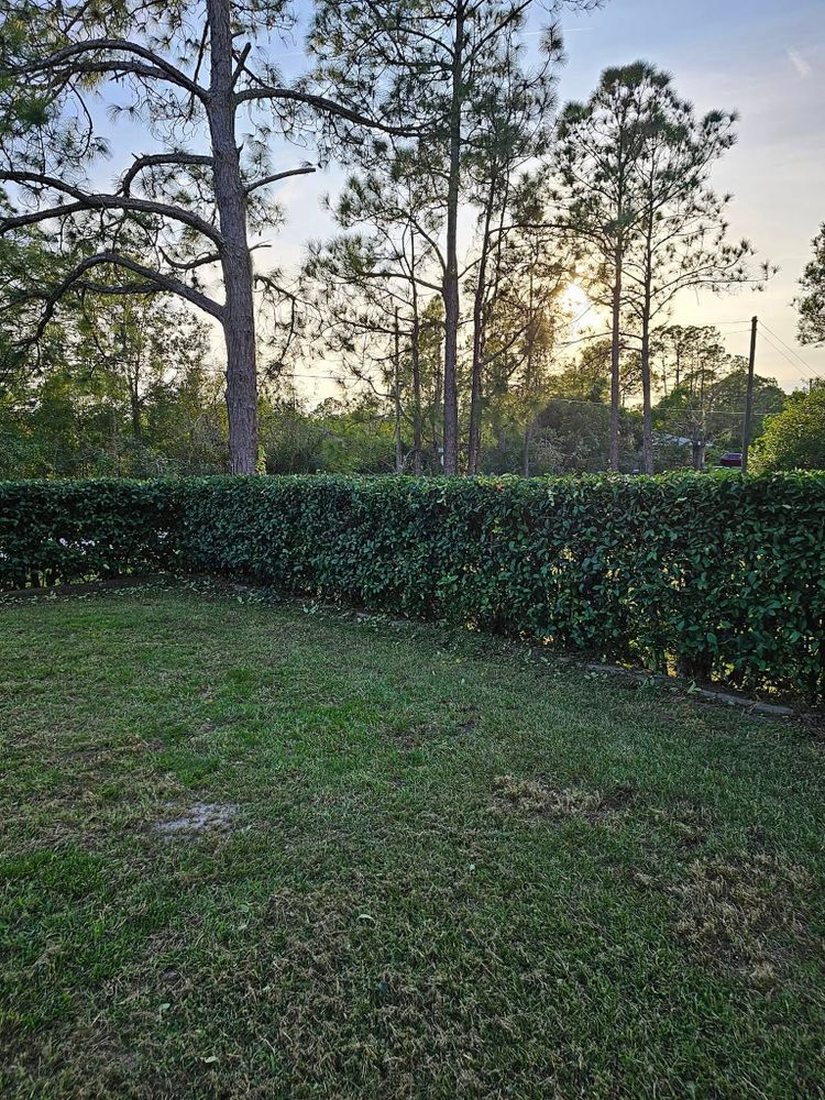All Photos for Above the Lawn Cuts in Sebring, FL