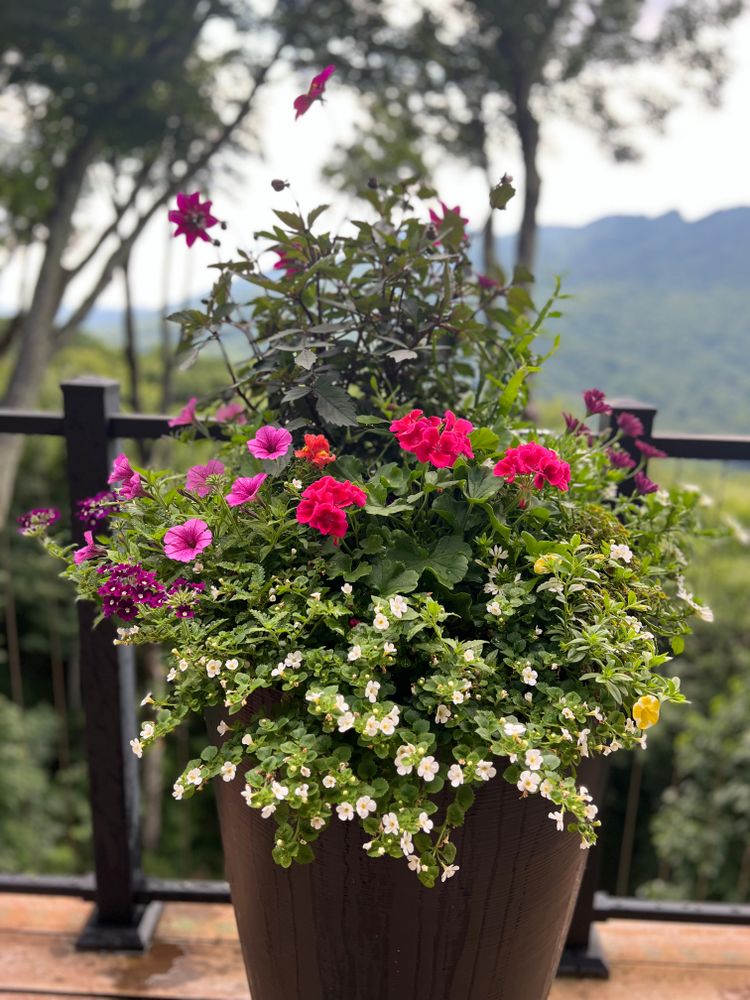 Container Gardening for Sustainable Lawn and Landscape in Banner Elk, NC