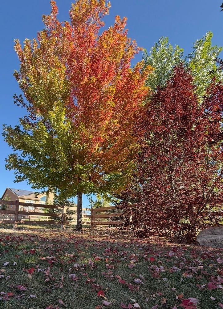 Our Tree & Shrub Care service enhances your landscape's health and beauty, providing expert pruning, disease prevention, and nutrient management to ensure thriving plants that elevate your home's outdoor appeal. for Pikes Peak Landscaping in Colorado Springs, CO