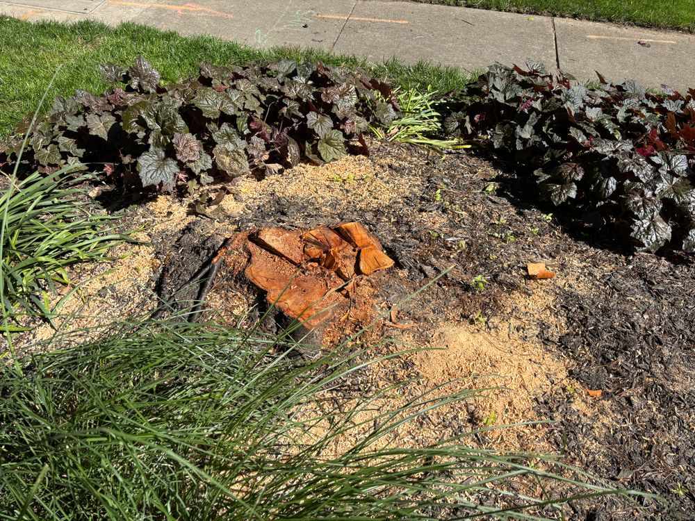 All Photos for Conrad's Stump Removal in Columbus, IN