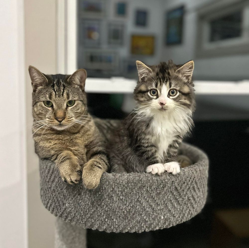 Animal Rescue Service for Sullivan Sanctuary of Maine in Brunswick, ME