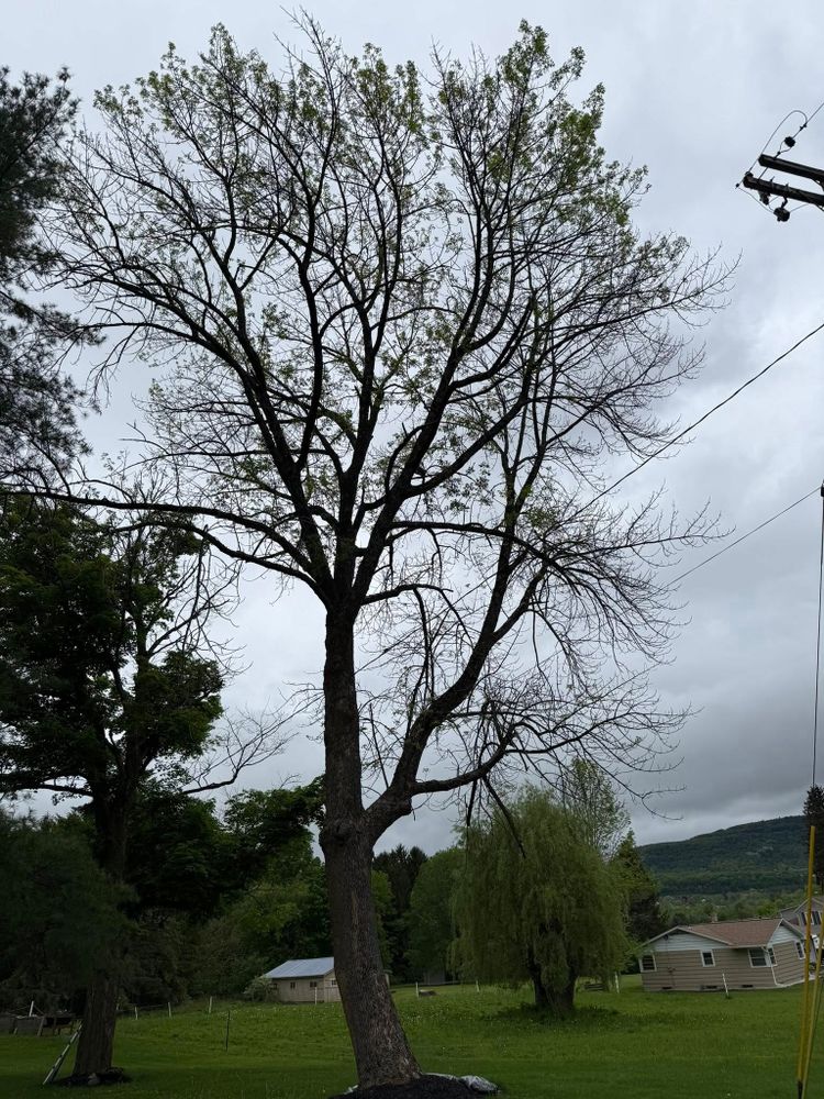 All Photos for Sterlings Tree Removal in Cobleskill, New York