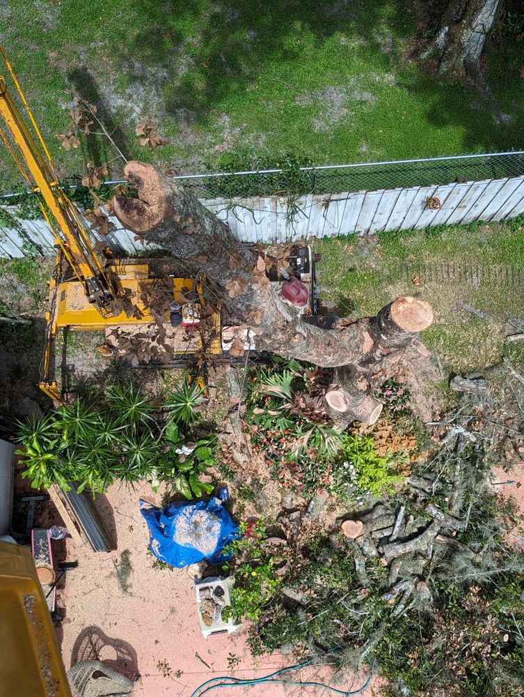 All Photos for Regal Tree Service and Stump Grinding in Wauchula, FL