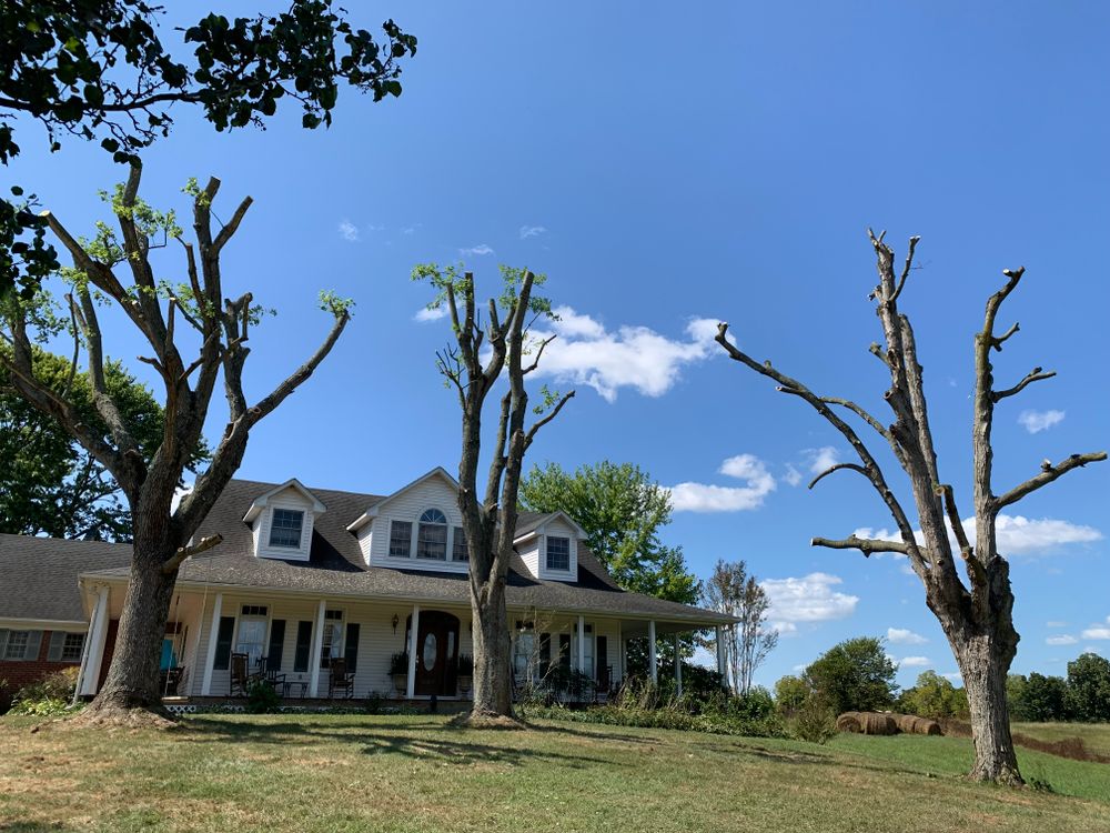 Tree Removal for Optimum Tree Service And Landscaping in Bowling Green, KY