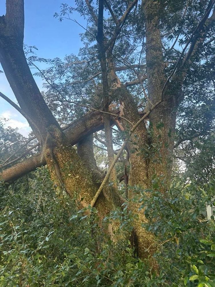 All Photos for All Around Guys Tree Service in Ocala, FL