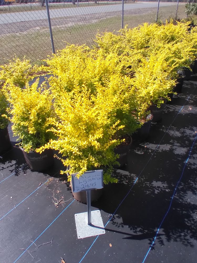 All Photos for Landrum’s Lawn & Tractor Services in Blountstown, FL