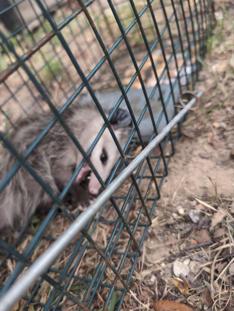 All Photos for Topper's Wildlife Removal in Garland, TX