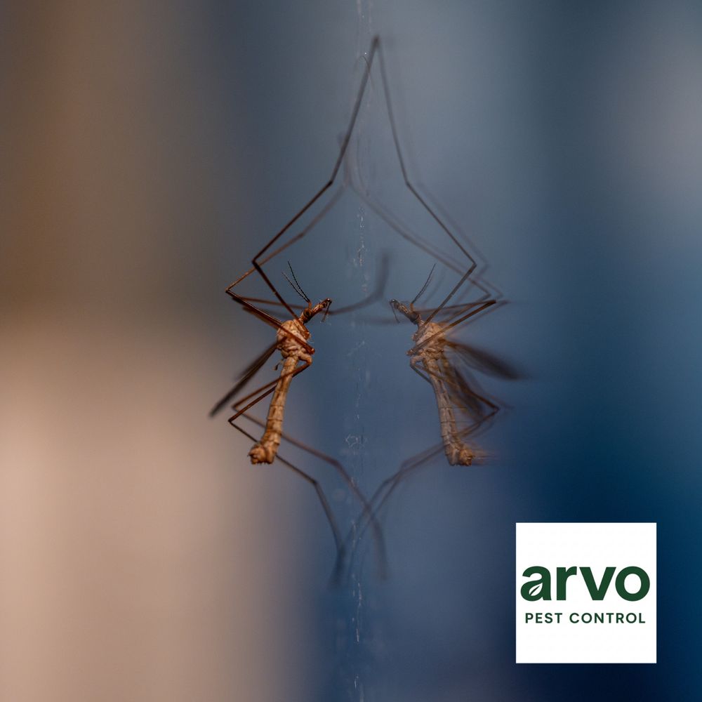 All Photos for Arvo Pest Control in Sandy, UT