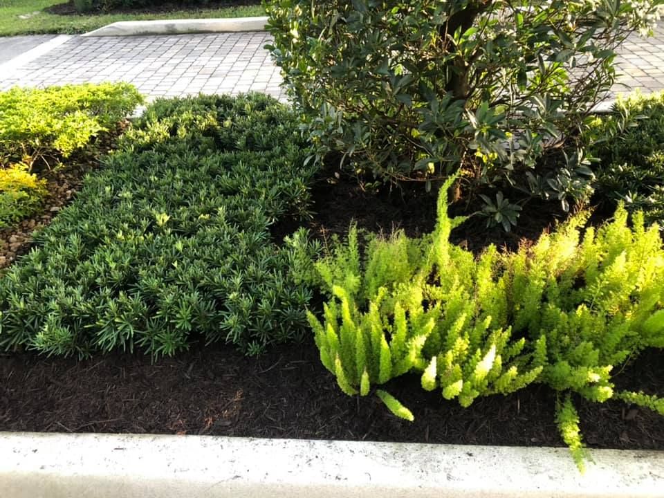 Landscaping for VS Landscaping Services inc. in Fort Lauderdale, FL