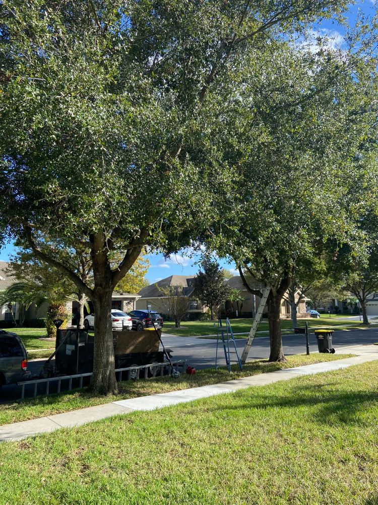 Fall and Spring Clean Up for Efficient and Reliable Tree Service in Lake Wales, FL