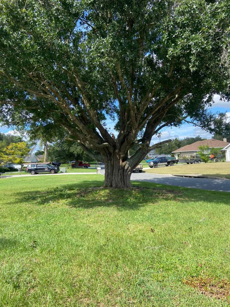 Fall and Spring Clean Up for Efficient and Reliable Tree Service in Lake Wales, FL