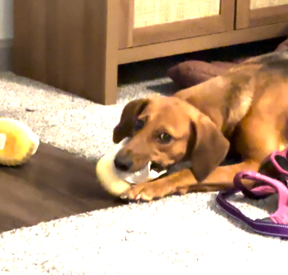 Laurie Shoes Repair for Dumbo's Doggy Doors in City of Sammamish, WA