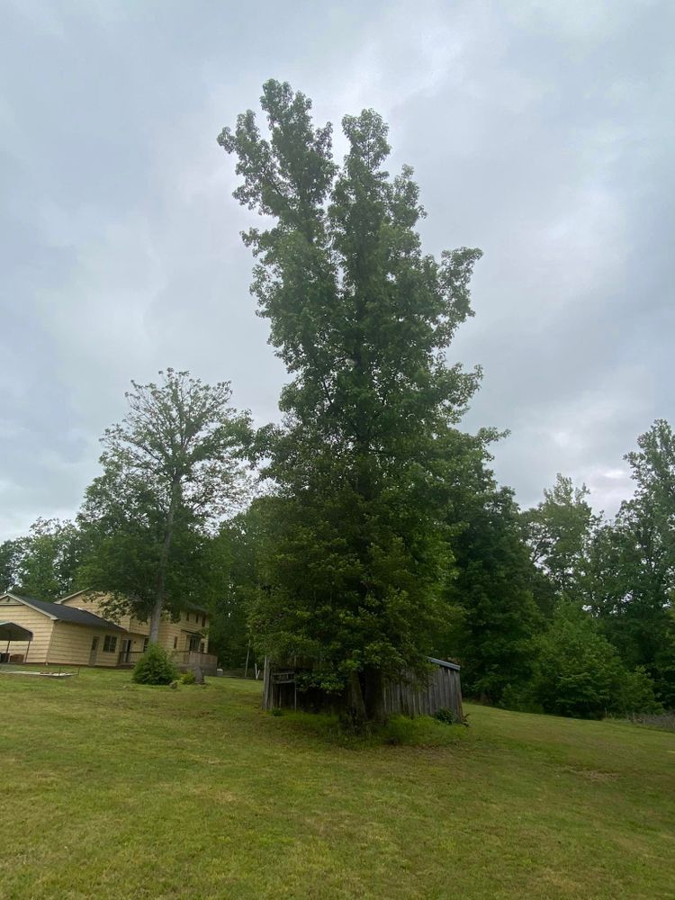 Tree Removal for Ascending Tree Service LLC in Kenbridge, VA