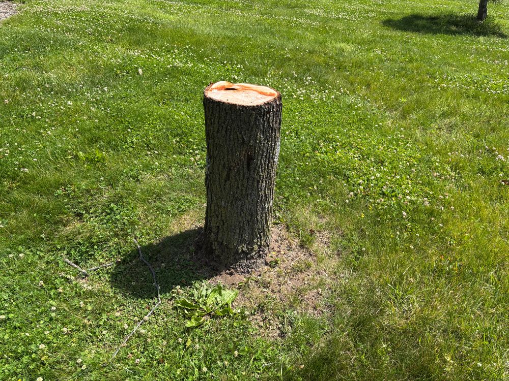 All Photos for Conrad's Stump Removal in Columbus, IN