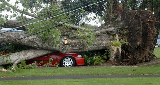 Our Emergency Storm Cleanup service is available 24/7 to assist homeowners with fallen trees, branches or debris after a storm. Trust our experienced team to quickly restore your property's safety and beauty. for Alexander's Tree Service  in Newburg,  MD