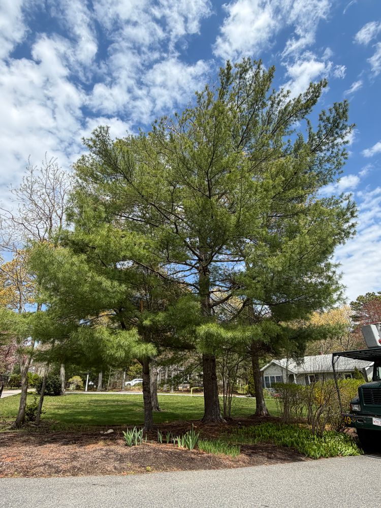 All Photos for Native Roots Tree Service in Cape Cod, MA