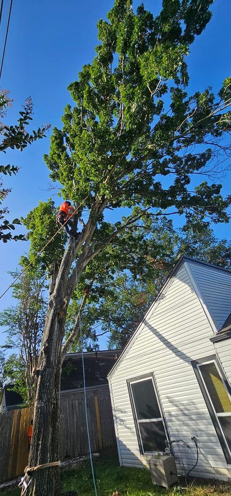 All Photos for Servin's Tree Care  in Houston, TX