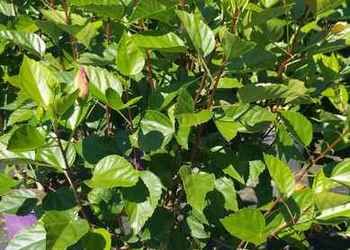 All Photos for Cunningham's Lawn & Landscaping LLC in Daytona Beach, Florida