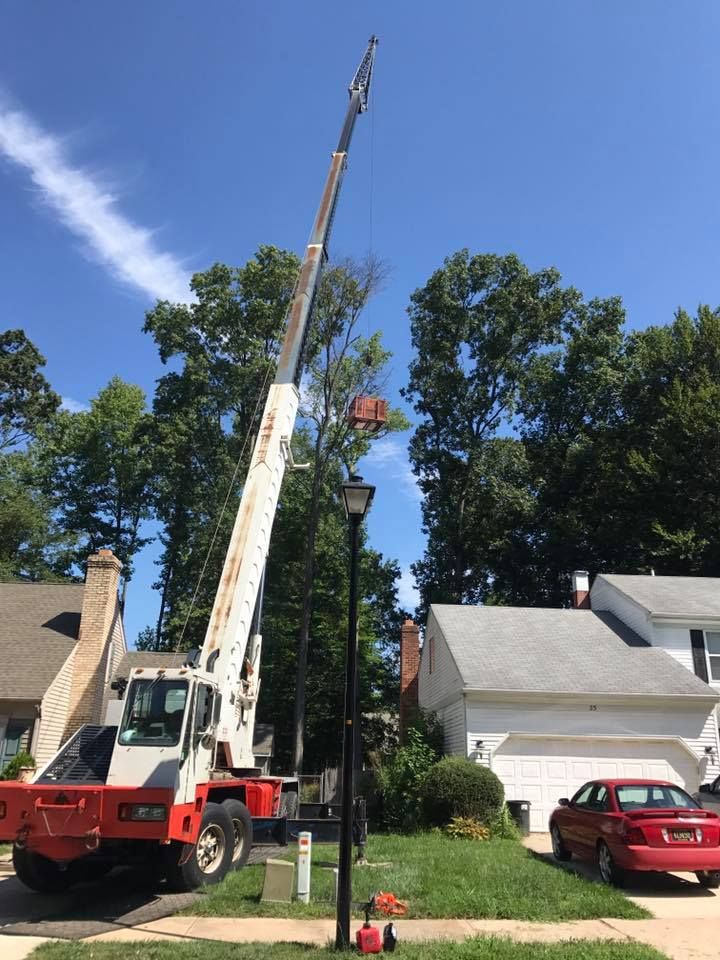 All Photos for Loockerman's Tree and Stump Removal in Dover, DE