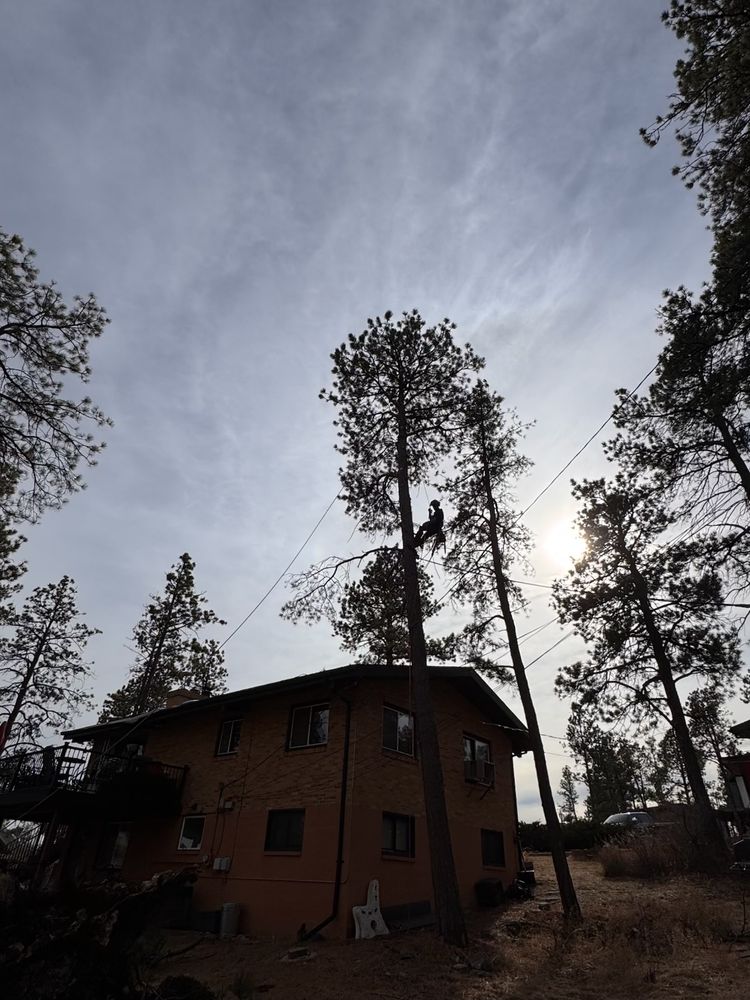 All Photos for Elevated Tree Care in Gillette, WY