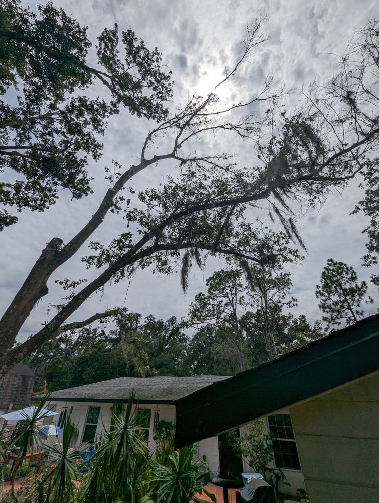 All Photos for Regal Tree Service and Stump Grinding in Wauchula, FL
