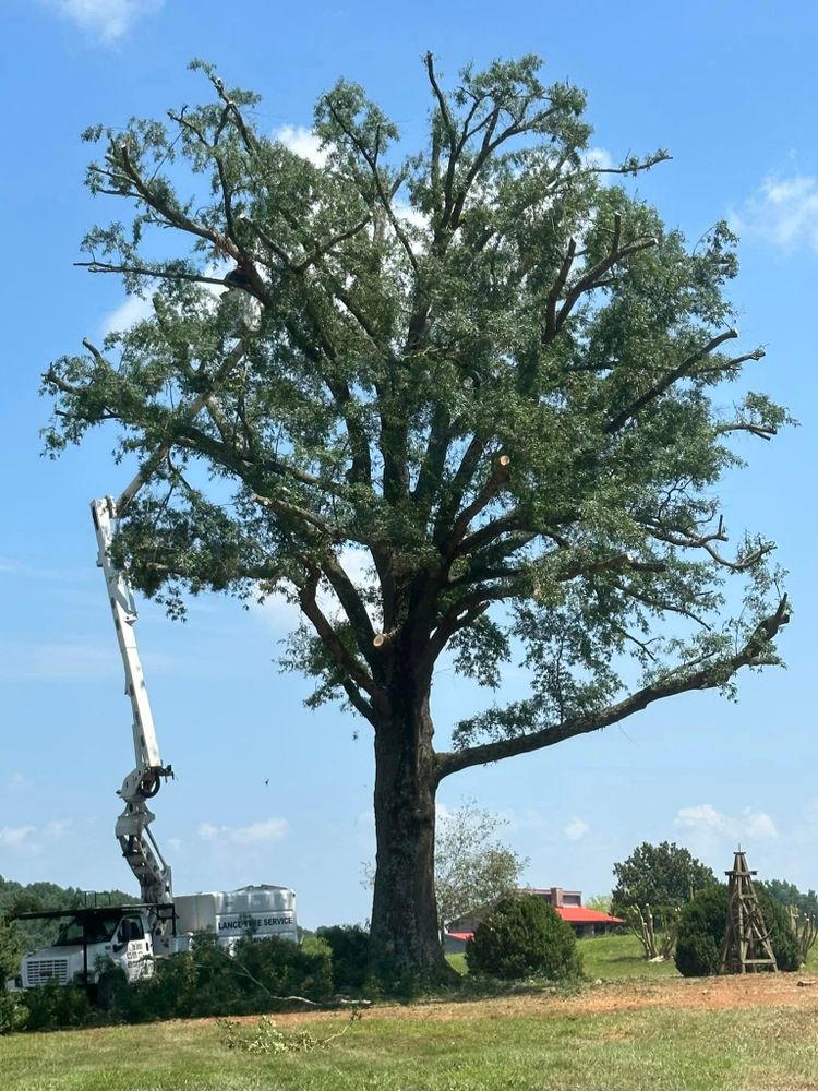 Tree Removal for Lance Tree Service in Tellico Plains ,  TN