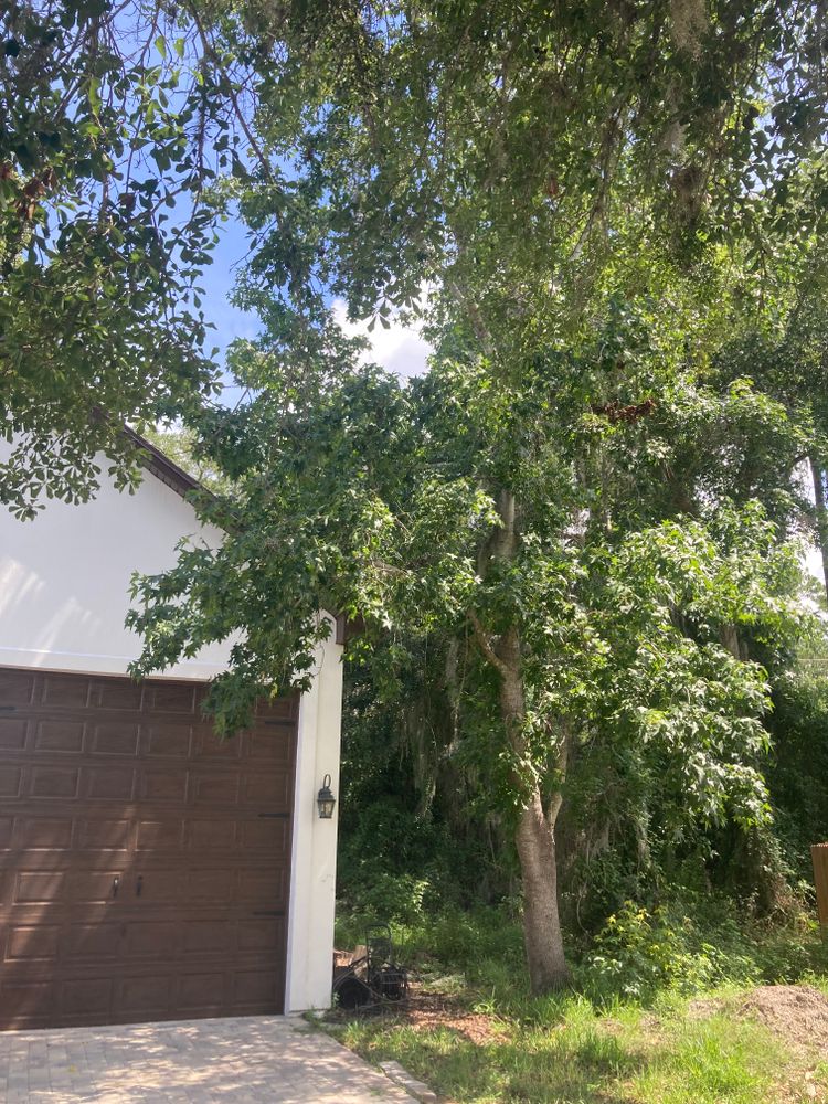 Tree Removal for Top Notch Tree Experts in Orange Park, FL