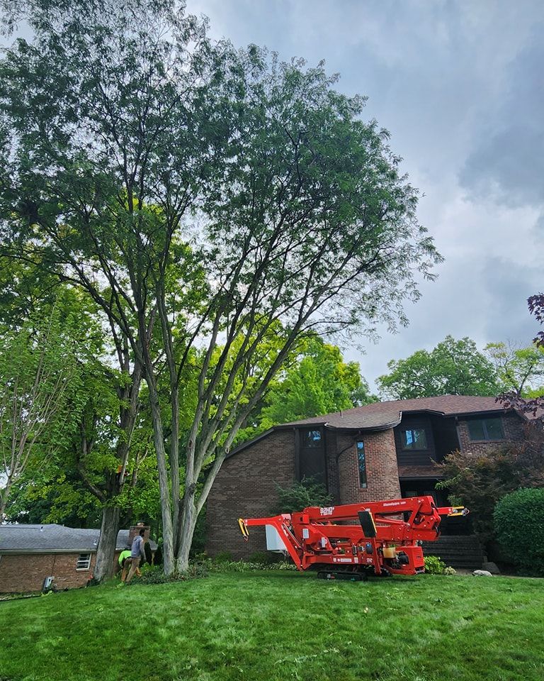 Tree Trimming and Removal for F & F Tree Service in Beavercreek, OH