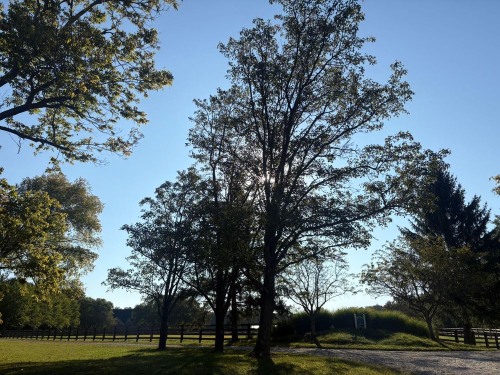 All Photos for Dig-It Tree Company in , 