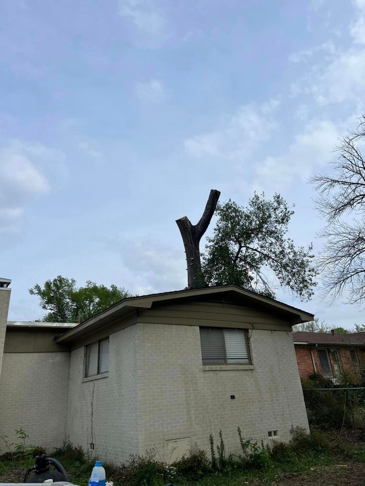 Our professional Tree Removal service will safely and efficiently remove unwanted or dangerous trees from your property, improving safety and aesthetics while preserving the health of surrounding vegetation. for Banda’s Tree Service And Lawn Care in Tyler, TX