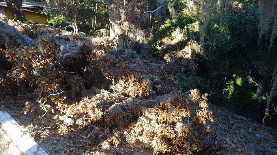 Tree Removal for Spruce Creek Tree Service in Port Orange, FL