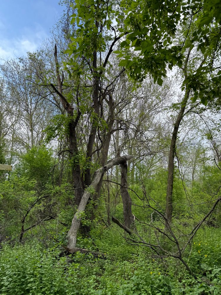 All Photos for Sterlings Tree Removal in Cobleskill, New York