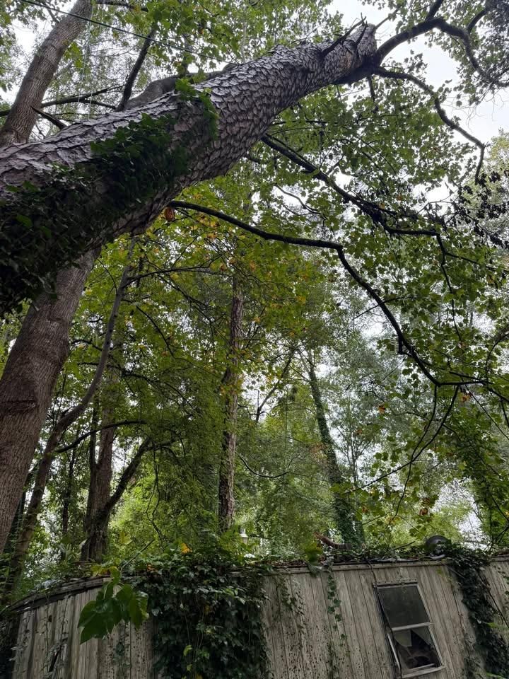 All Photos for Down South Tree Care and Landscaping in Maiden, NC