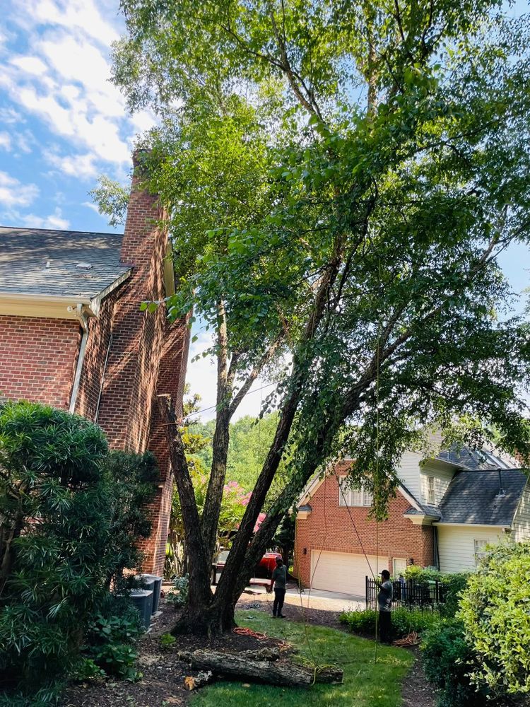 All Photos for J&J Tree Services in Raleigh, NC