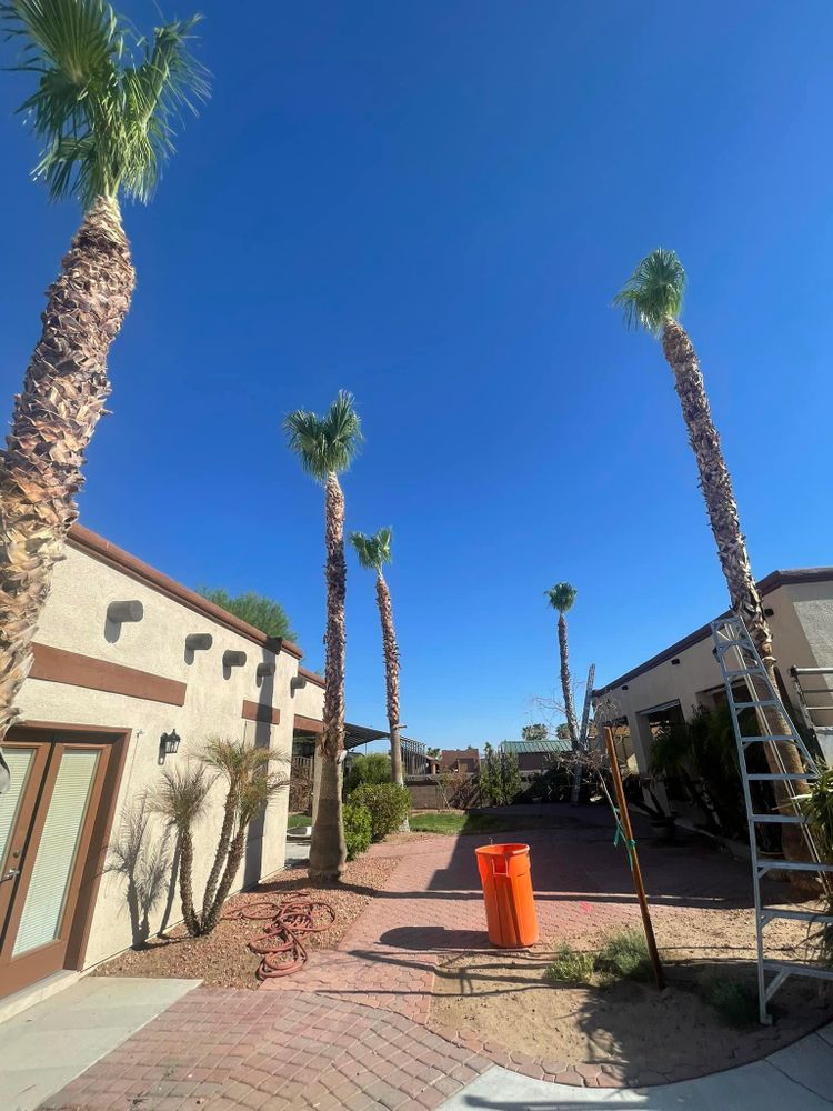 All Photos for Oliver L. Palm & Tree services in Yuma County, AZ