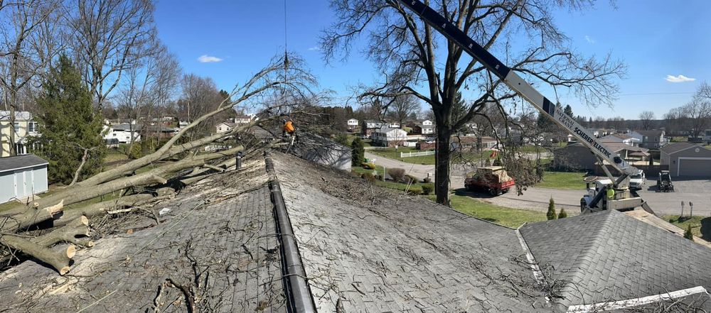 Tree Removal for JJ Tree Service in Gibsonia, PA