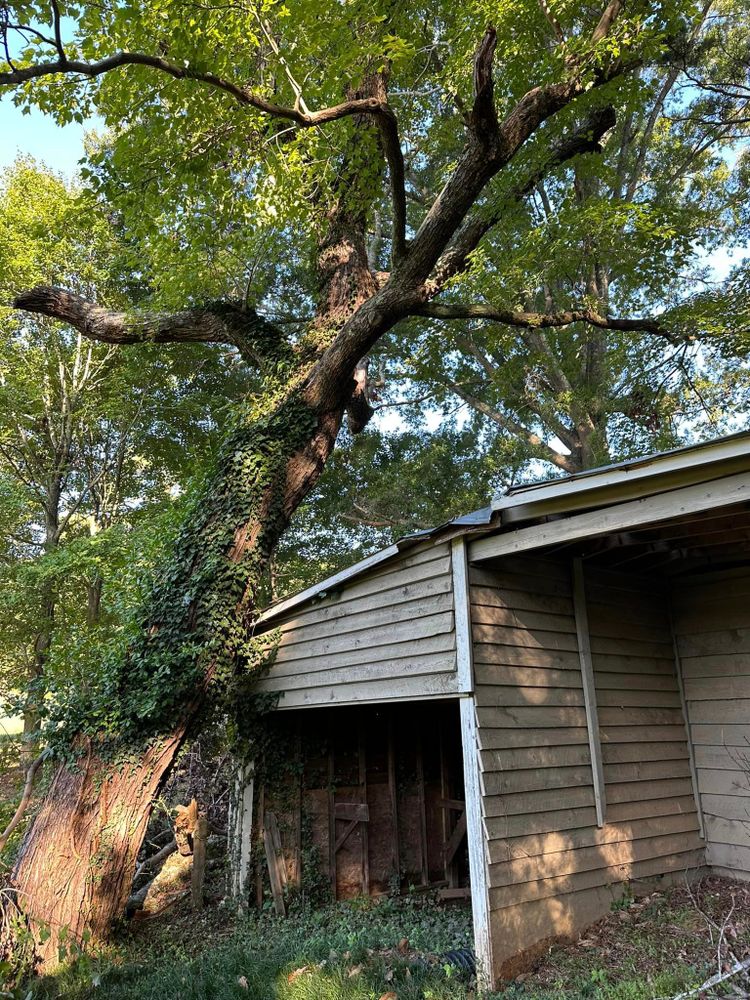 Tree Removal for Moore’s Tree Service in Chesnee, SC