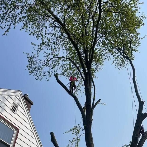 All Photos for Oakwood Tree Removal LLC in Oak Creek,  WI