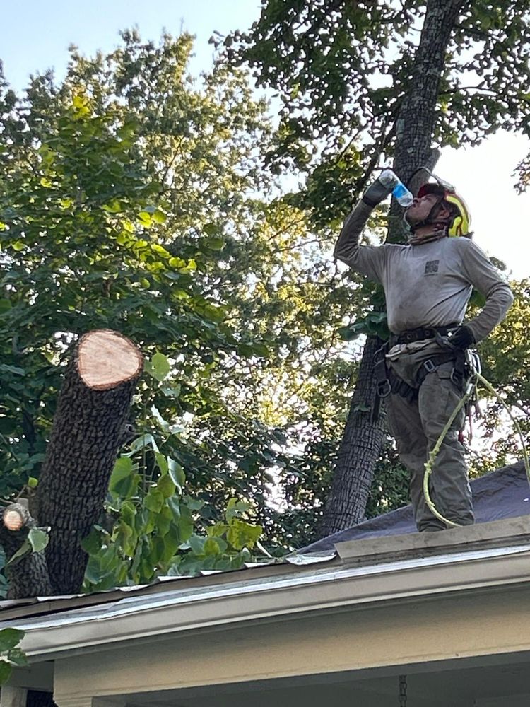 All Photos for AB Tree Service in Raleigh, NC