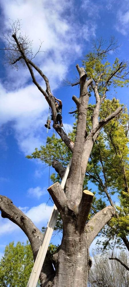 Tree Removal for J&S Tree Services  in Quitman,  TX