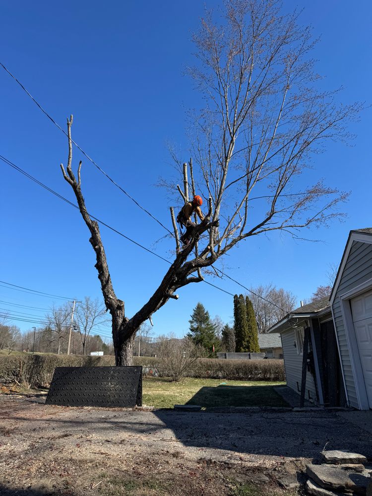 All Photos for Clifford’s Quality Tree Care & Landscaping in Enfield, NH