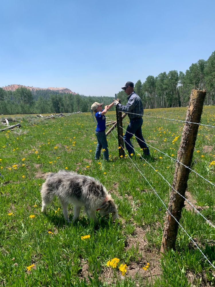 All Photos for Burton Fencing in Parowan, UT