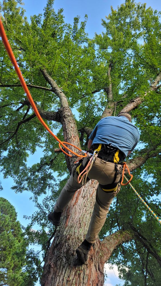 Our Haul Off service ensures efficient removal of tree branches, trunks, and other debris from your property after our professional tree services have been completed. for Affordable Tree Service TN in White House, TN